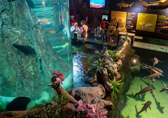 Aquaria KLCC - tempat wisata di kuala lumpur